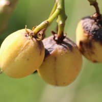 Jatropha curcas L.